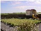 76 Fiddlewood Drive, Freeling SA 5372