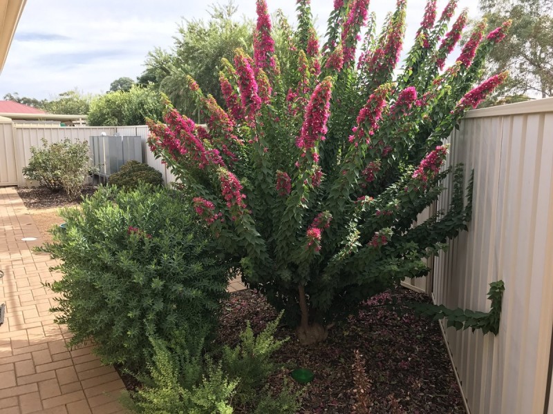 2/25 Fradd Court, Angle Vale SA 5117