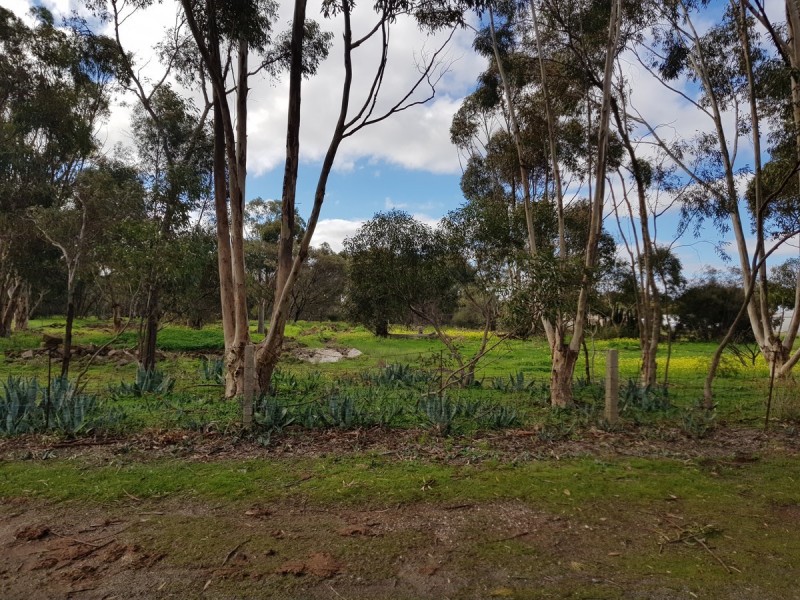 21 Rice Street, Dutton SA 5356