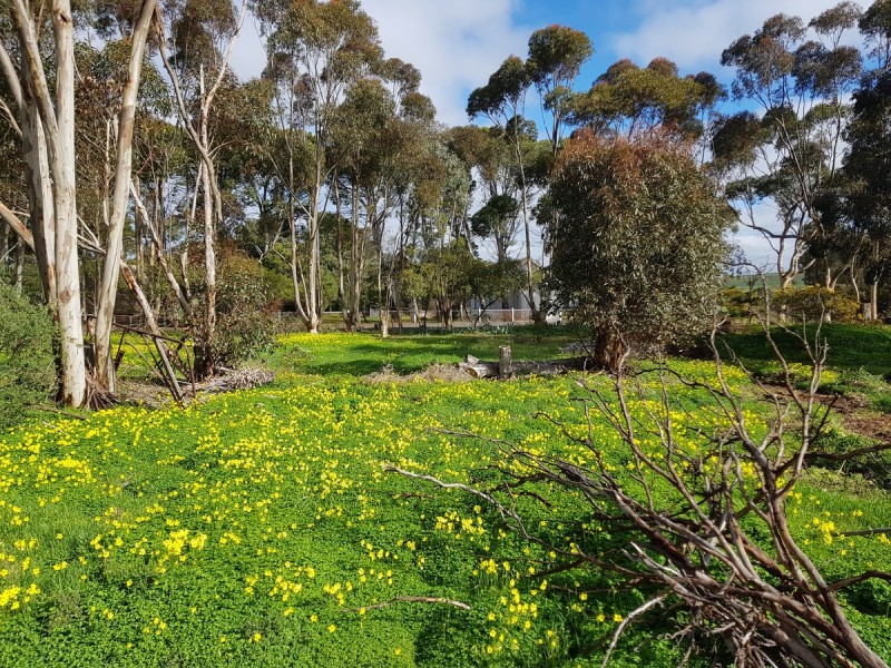 21 Rice Street, Dutton SA 5356