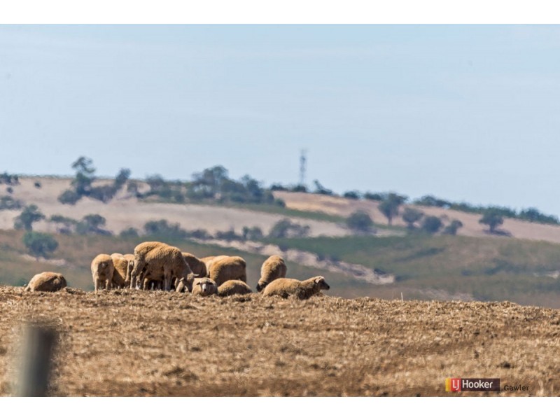 Lot 202 Barossa Valley Way, Sandy Creek SA 5350