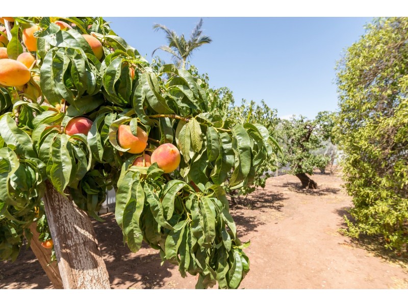 34 Second Street, Gawler South SA 5118