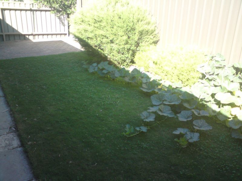 5/14 Harradine Street, Gawler East SA 5118