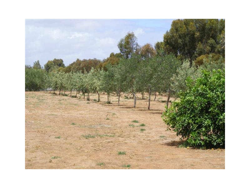 10 GEOFFREY STREET, Lewiston SA 5501