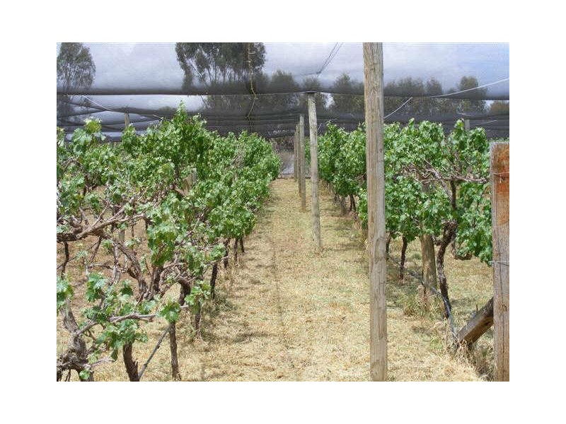 10 GEOFFREY STREET, Lewiston SA 5501