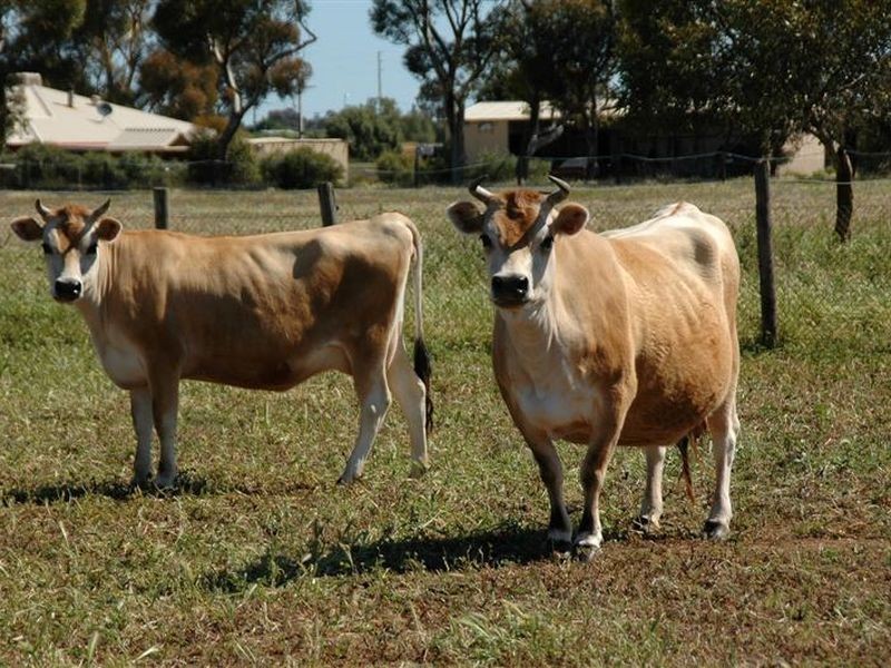 LOT 105 Hillier Road, Hillier SA 5116