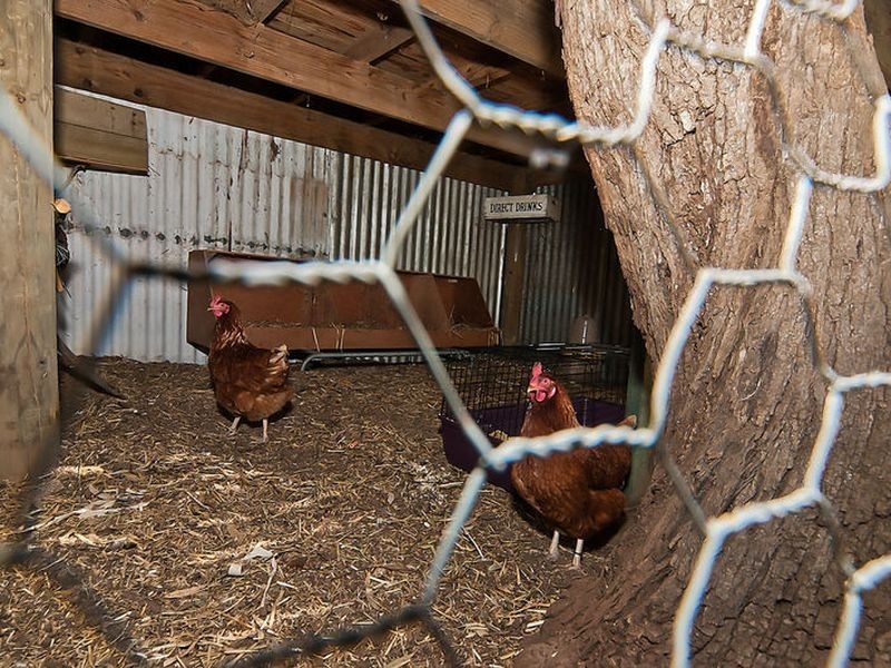 44 Bache Road, Reeves Plains SA 5502