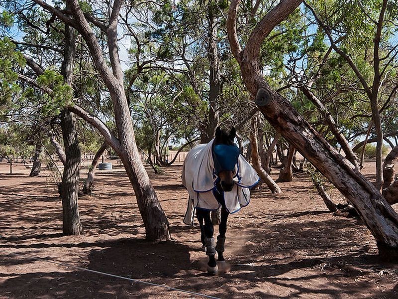 44 Bache Road, Reeves Plains SA 5502