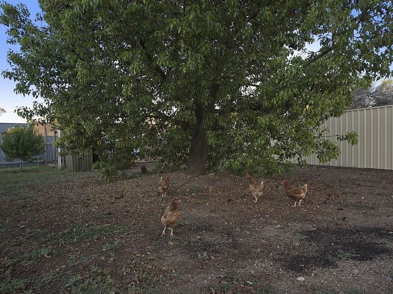 7 Friedrich Street, Freeling SA 5372