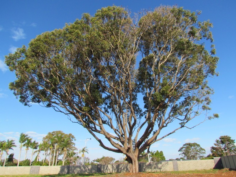 Lot 5/9 Tectona Place, Wollongbar NSW 2477