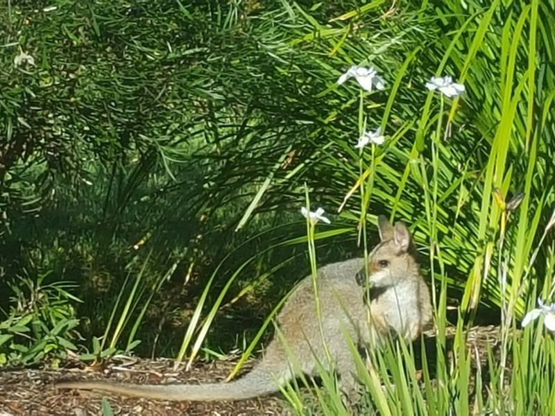 46 Baldock Drive, Mcleans Ridges NSW 2480