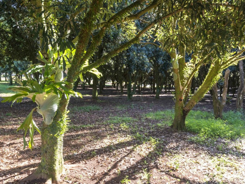 52 Dalwood Road, Dalwood NSW 2477