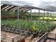 Shed & Nursery/31 Morelia Lane, Wollongbar NSW 2477