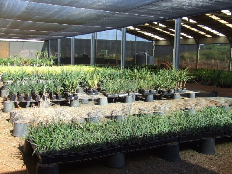 Shed & Nursery/31 Morelia Lane, Wollongbar NSW 2477