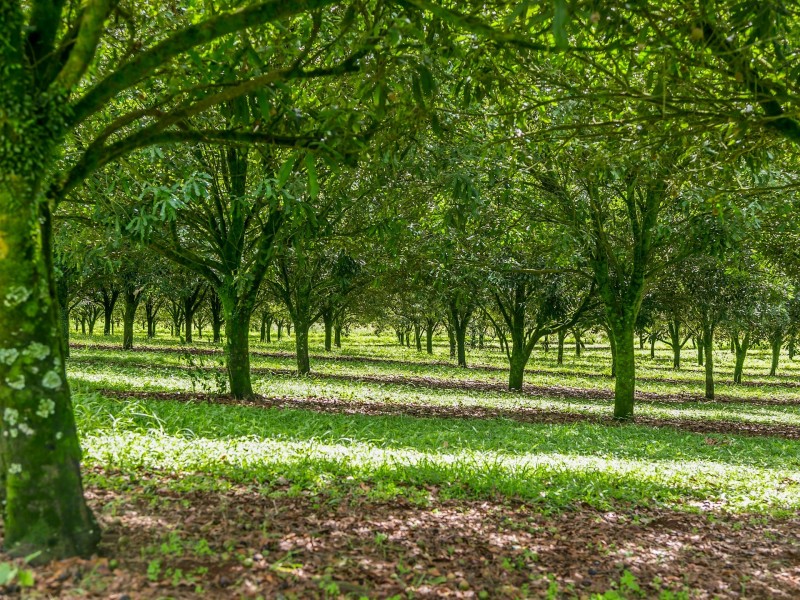 98 Lindendale Road, Wollongbar NSW 2477