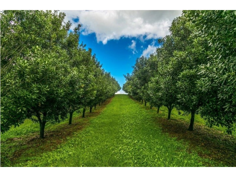 98 Lindendale Road, Wollongbar NSW 2477