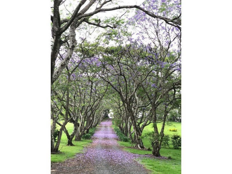 458 Humpty Back Road, Pearces Creek NSW 2477