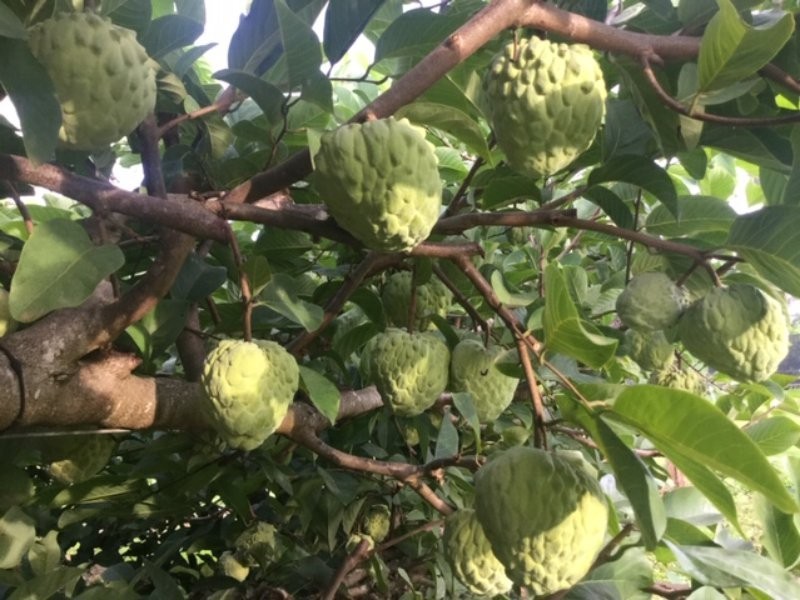 145 Victoria Park Road, Dalwood NSW 2477