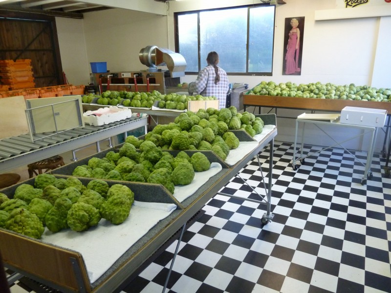 145 Victoria Park Road, Dalwood NSW 2477