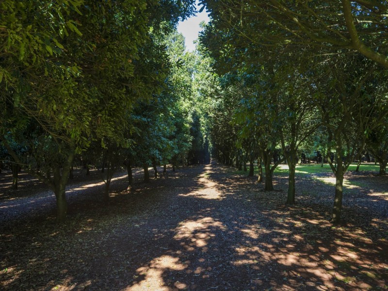 639 Tregeagle Road, Tregeagle NSW 2480