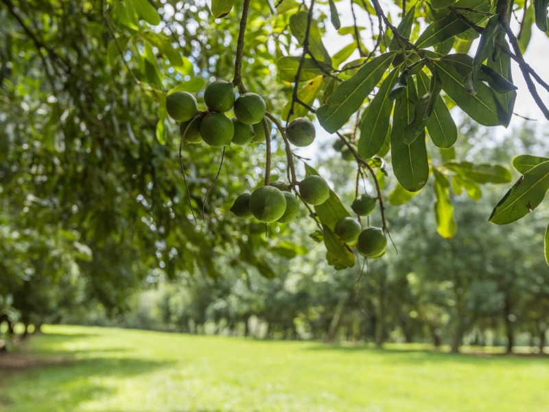 319 Arthur Road, Dorroughby NSW 2480