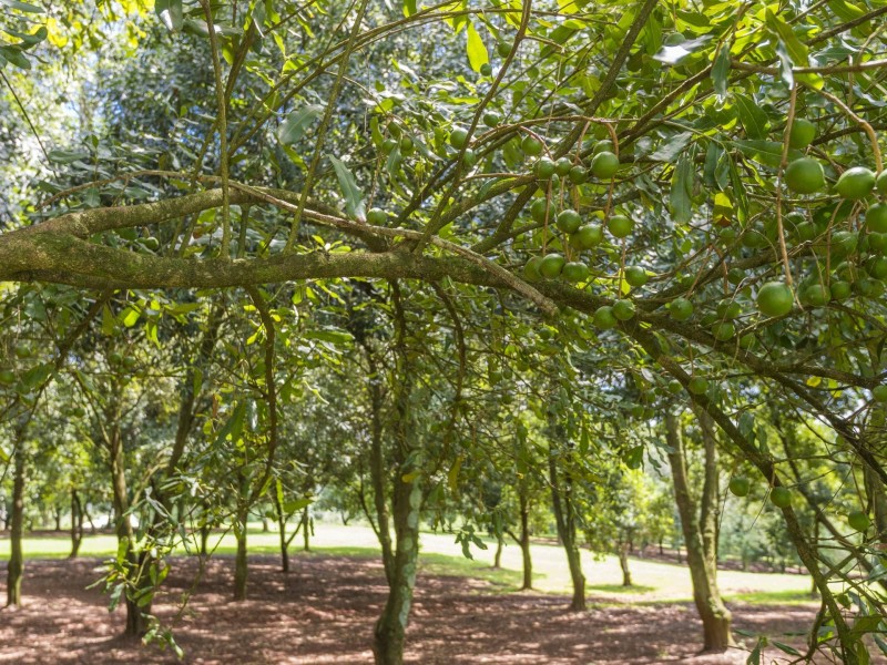 319 Arthur Road, Dorroughby NSW 2480