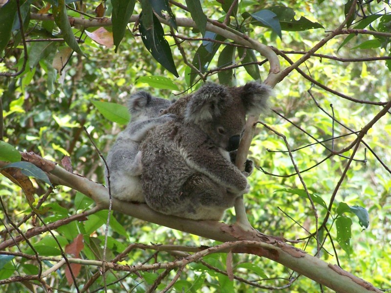 252 Coolgardie Road, Coolgardie NSW 2478