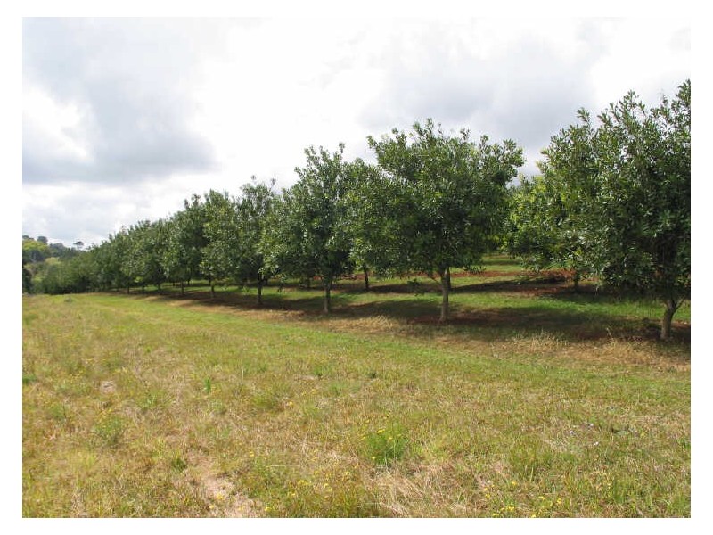 Lot 622./ Bruxner Highway, Wollongbar NSW 2477