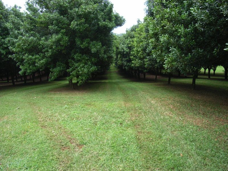 498 Cowlong Road, Mcleans Ridges NSW 2480
