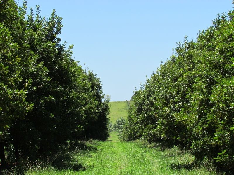 Alstonville NSW 2477