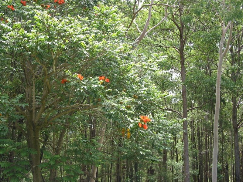 575. Bagotville Road, Meerschaum Vale NSW 2477