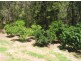 575. Bagotville Road, Meerschaum Vale NSW 2477