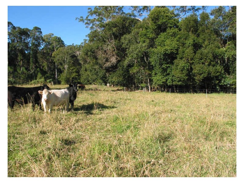 801 Wardell Road, Meerschaum Vale NSW 2477