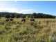 801 Wardell Road, Meerschaum Vale NSW 2477