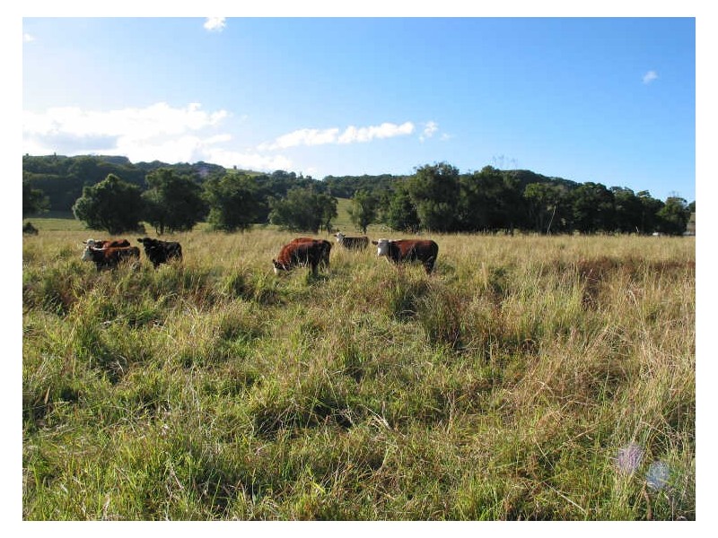 801 Wardell Road, Meerschaum Vale NSW 2477