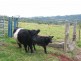 119. Graham Road, Marom Creek NSW 2480