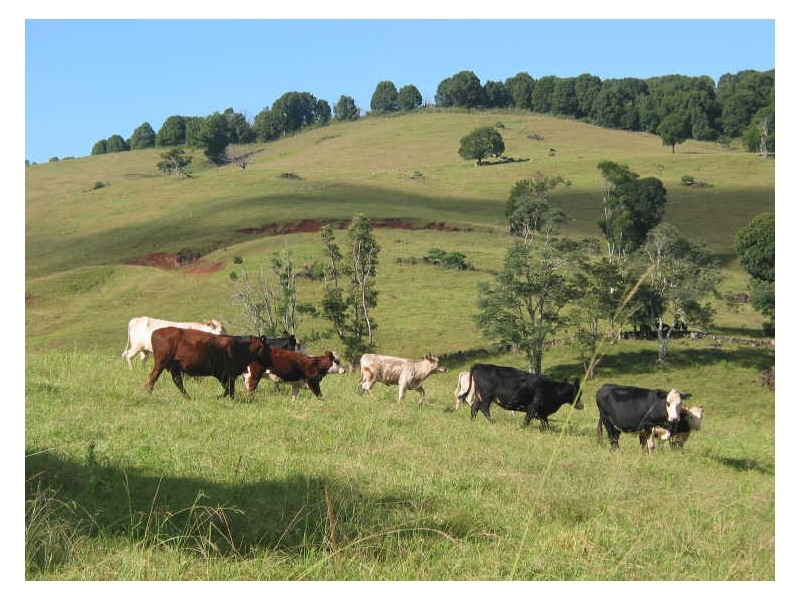 Lot 21/645 Houghlahans Creek Road, Pearces Creek NSW 2477