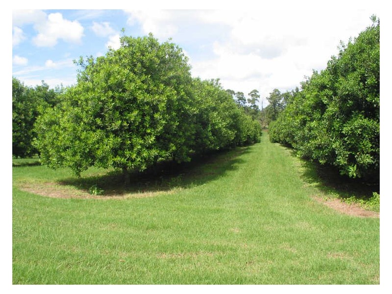 29. Shaws Lane, Tuckombil NSW 2477