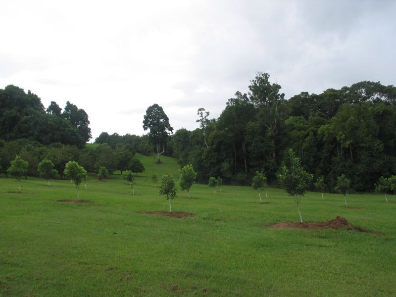 567. Humpty Back Road, Pearces Creek NSW 2477