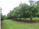 567. Humpty Back Road, Pearces Creek NSW 2477