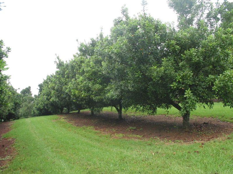 567. Humpty Back Road, Pearces Creek NSW 2477