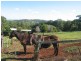 369. Connor Road, Tregeagle NSW 2480