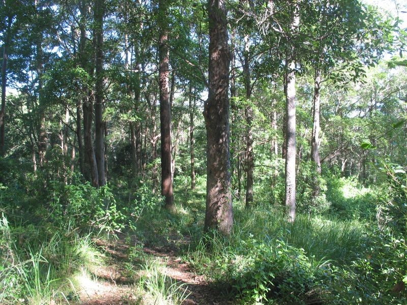 369. Connor Road, Tregeagle NSW 2480