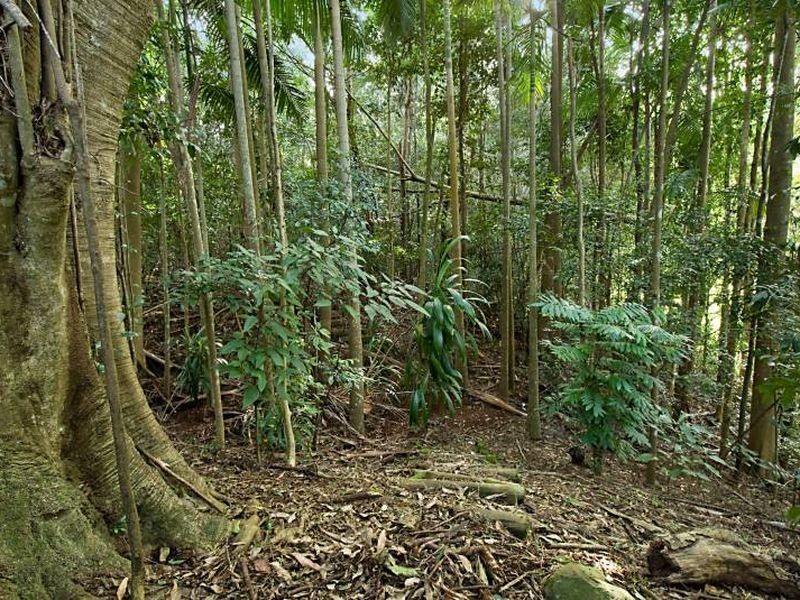 122 Alstonvale Road, Alstonville NSW 2477