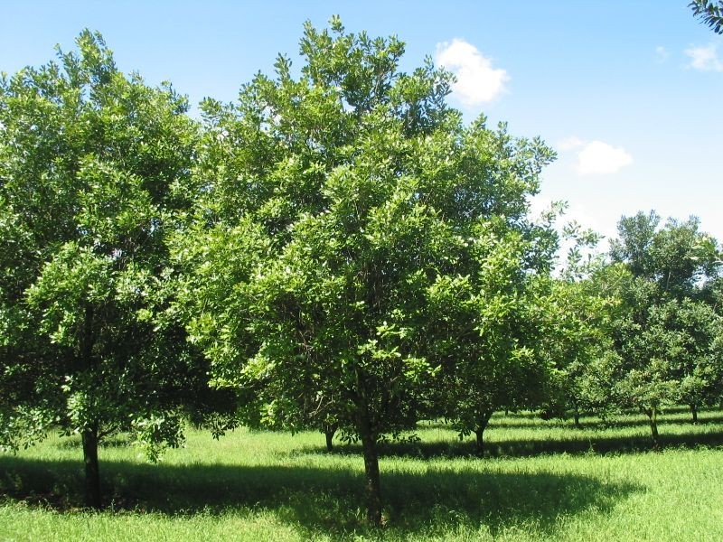 65. Gibsons Lane, Alstonville NSW 2477