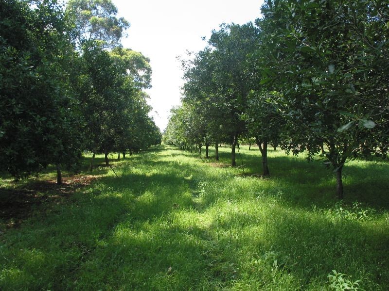 65. Gibsons Lane, Alstonville NSW 2477