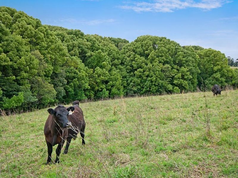 16 Joindre Street, Wollongbar NSW 2477