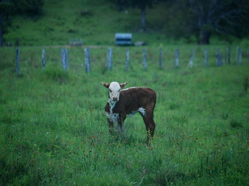 144a Thurgates Lane, Wardell NSW 2477