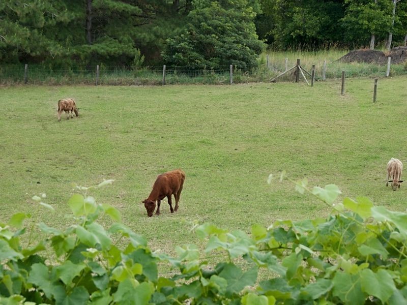 361. Rifle Range Road, Alstonville NSW 2477