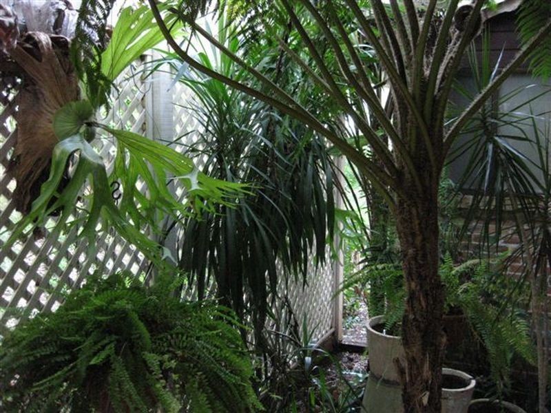 4 Coachwood Court, Alstonville NSW 2477